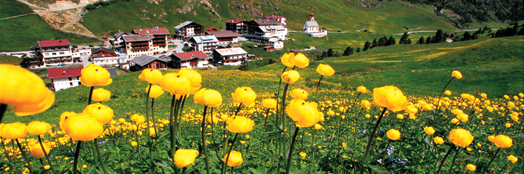 Blumenwiese Urlaub Vent Montana 08